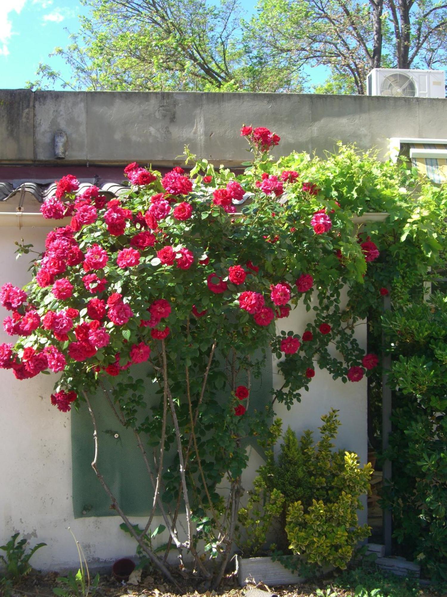 סלון-דה-פרובנס Logis Hotel Du Midi מראה חיצוני תמונה